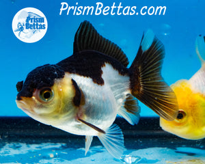 Panda Oranda ~1.5-2 inches (body only)