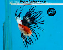 Load image into Gallery viewer, Tancho Crowntail Male