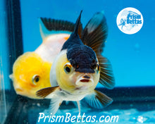 Load image into Gallery viewer, Panda Oranda ~1.5-2 inches (body only)