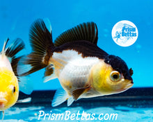 Load image into Gallery viewer, Panda Oranda ~1.5-2 inches (body only)