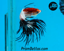 Load image into Gallery viewer, Tancho Crowntail Male