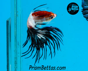 Tancho Crowntail Male