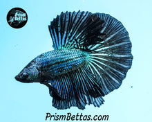 Load image into Gallery viewer, Green Orchid Halfmoon Male