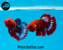 Load image into Gallery viewer, Hellboy Halfmoon Plakat Female