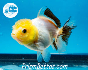 Lemonhead Tricolor Oranda ~1.5-2 inches (body only)