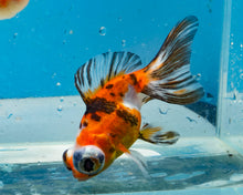 Load image into Gallery viewer, Tricolor Butterfly Telescope (3-4 inches) Imported from Thailand