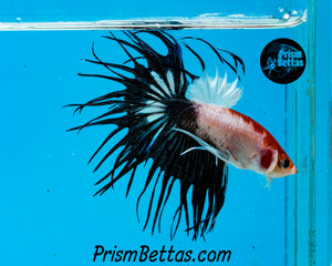 Tancho Crowntail Male