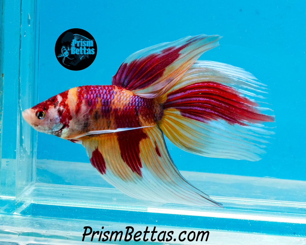 Candy Koi Veiltail Male