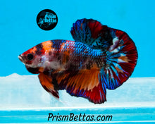 Load image into Gallery viewer, Candy Koi Halfmoon Plakat Male