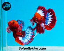 Load image into Gallery viewer, Hellboy Halfmoon Plakat Male