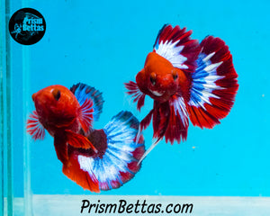 Hellboy Halfmoon Plakat Male