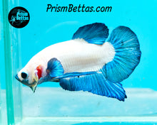 Load image into Gallery viewer, Blue Rim Marble Halfmoon Plakat Male