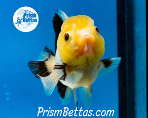 Lemonhead Tricolor Oranda ~1.5-2 inches (body only)