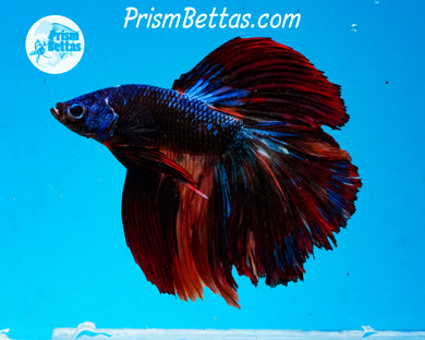 Marble Halfmoon Male