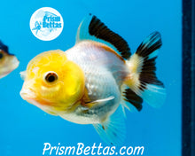 Load image into Gallery viewer, Lemonhead Tricolor Oranda ~1.5-2 inches (body only)