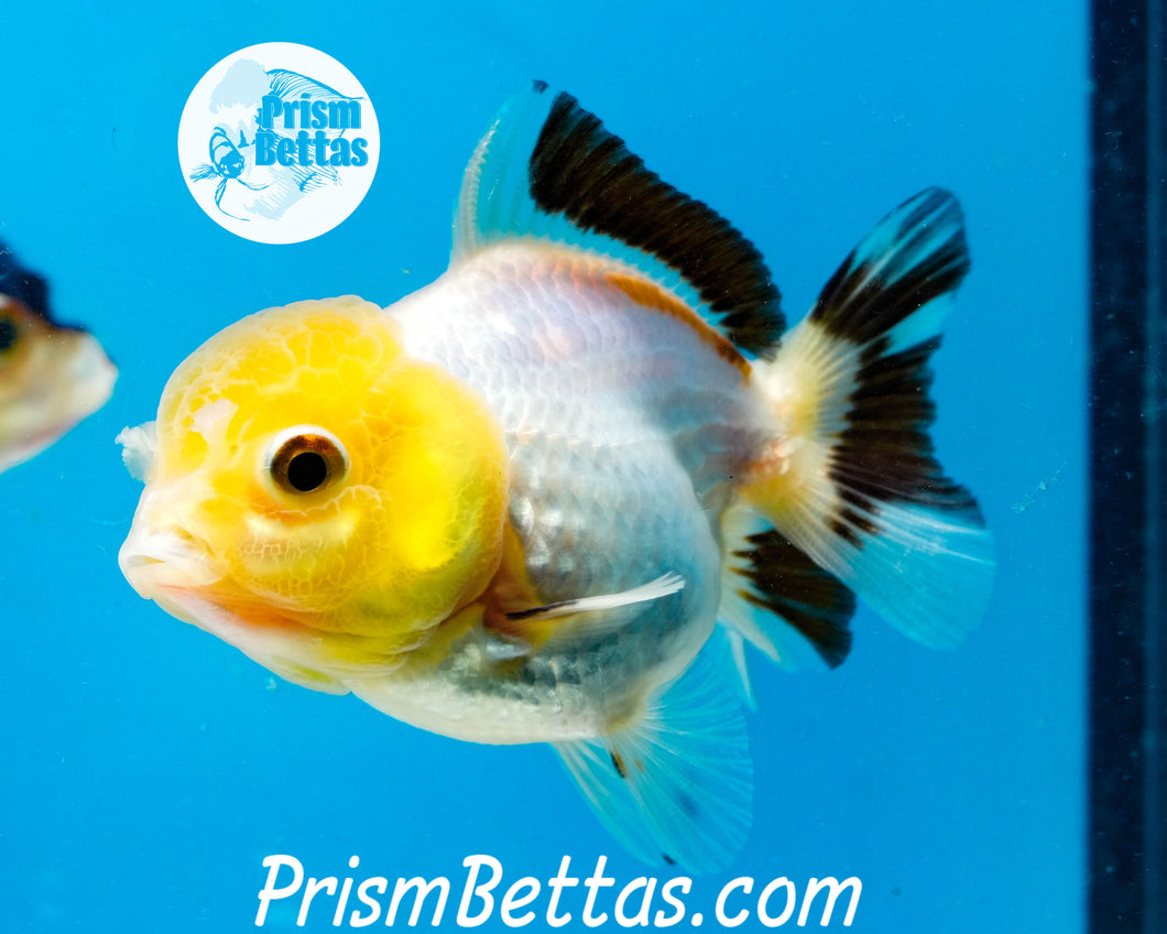 Lemonhead Tricolor Oranda ~1.5-2 inches (body only)