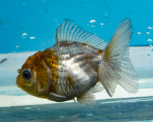 Load image into Gallery viewer, Blue Shogun Godzilla Oranda (2.5-3 inches) Imported from Thailand