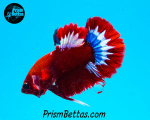 Hellboy Halfmoon Plakat Male