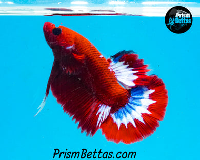 Hellboy Halfmoon Plakat Male