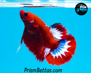 Hellboy Halfmoon Plakat Male