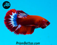 Load image into Gallery viewer, Hellboy Halfmoon Plakat Male
