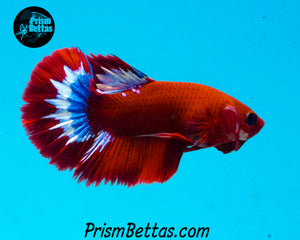 Hellboy Halfmoon Plakat Male