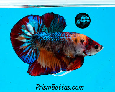 Candy Koi Halfmoon Plakat Male