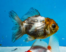 Load image into Gallery viewer, Blue Shogun Godzilla Oranda (2.5-3 inches) Imported from Thailand