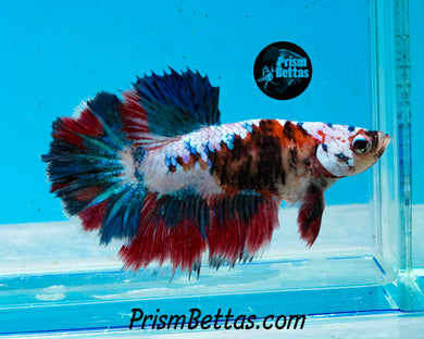 Marble Halfmoon Female