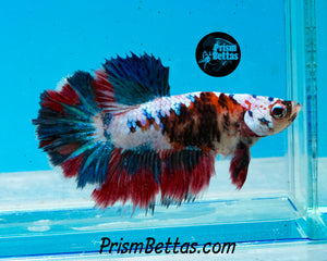 Marble Halfmoon Female