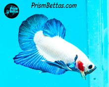 Load image into Gallery viewer, Blue Rim Marble Halfmoon Plakat Male