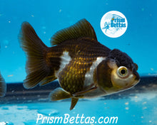 Load image into Gallery viewer, Panda Oranda ~1.5-2 inches (body only)