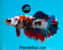 Load image into Gallery viewer, Marble Halfmoon Female