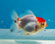 Load image into Gallery viewer, Redcapped Shogun Godzilla Oranda (2.5-3 inches) Imported from Thailand