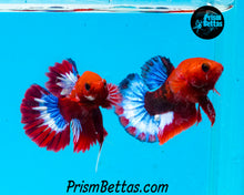 Load image into Gallery viewer, Hellboy Halfmoon Plakat Male