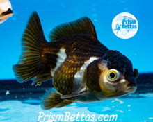 Load image into Gallery viewer, Panda Oranda ~1.5-2 inches (body only)