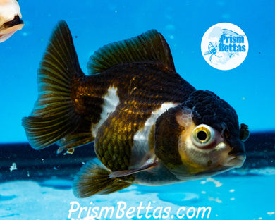 Panda Oranda ~1.5-2 inches (body only)