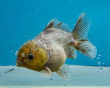 Load image into Gallery viewer, Kirin Shogun Godzilla Oranda (3-3.5 inches) Imported from Thailand