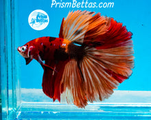 Load image into Gallery viewer, Candy Koi Halfmoon Male
