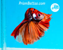 Load image into Gallery viewer, Candy Koi Halfmoon Male