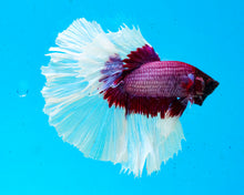 Load image into Gallery viewer, Salamander Butterfly Halfmoon Male