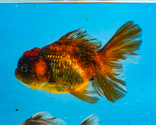 Load image into Gallery viewer, Calico Longfinned Oranda (3-3.5 inches) Imported from Thailand
