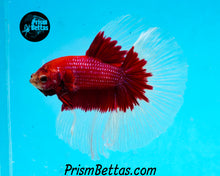 Load image into Gallery viewer, Red Butterfly Halfmoon Male