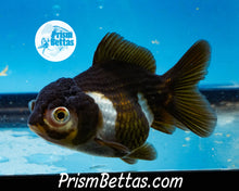 Load image into Gallery viewer, Panda Oranda ~1.5-2 inches (body only)