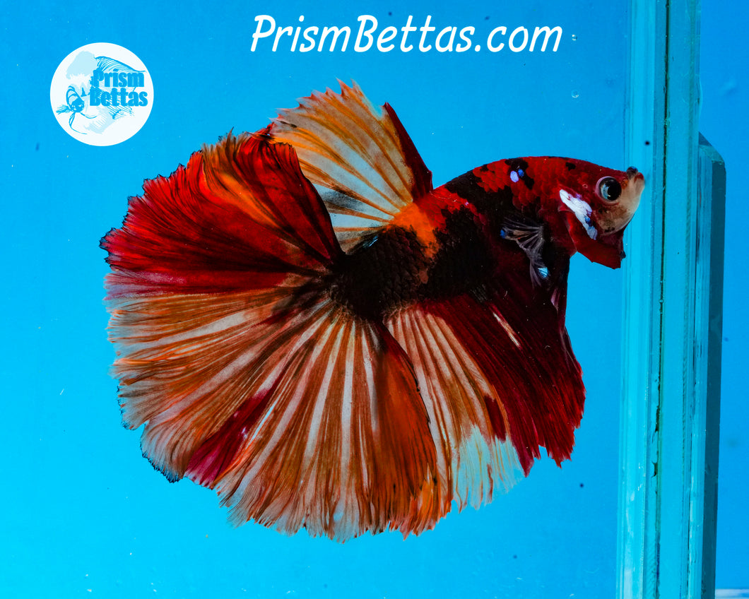 Candy Koi Halfmoon Male