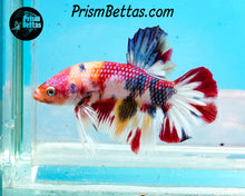 Load image into Gallery viewer, Candy Koi Halfmoon Plakat Male