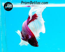 Load image into Gallery viewer, Salamander Butterfly Halfmoon Male
