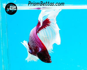 Salamander Butterfly Halfmoon Male