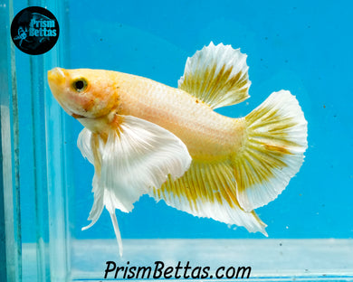 Gold Dumbo Halfmoon Plakat Male