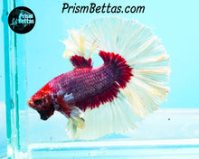 Load image into Gallery viewer, Salamander Butterfly Rosetail Halfmoon Male